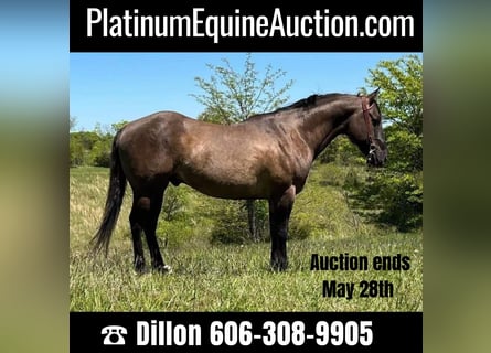 American Quarter Horse, Wallach, 11 Jahre, 152 cm, Grullo