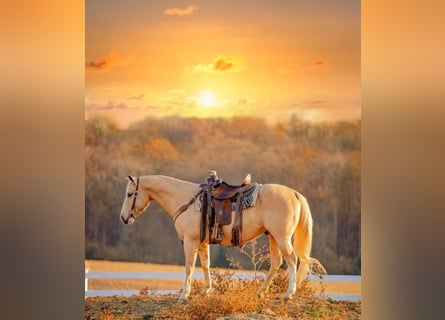 American Quarter Horse, Wallach, 11 Jahre, 152 cm, Palomino