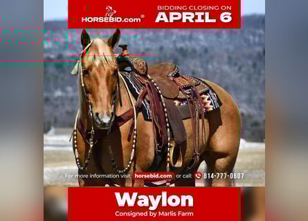 American Quarter Horse, Wallach, 11 Jahre, 152 cm, Palomino