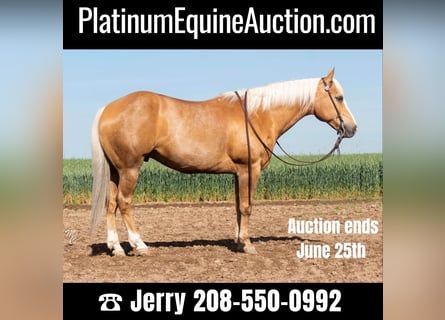 American Quarter Horse, Wallach, 11 Jahre, 152 cm, Palomino