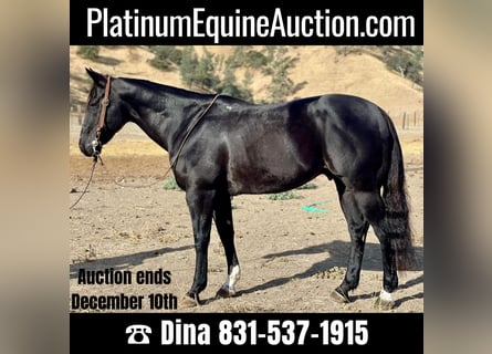 American Quarter Horse, Wallach, 11 Jahre, 152 cm, Rappe