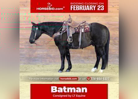 American Quarter Horse, Wallach, 11 Jahre, 152 cm, Rappe