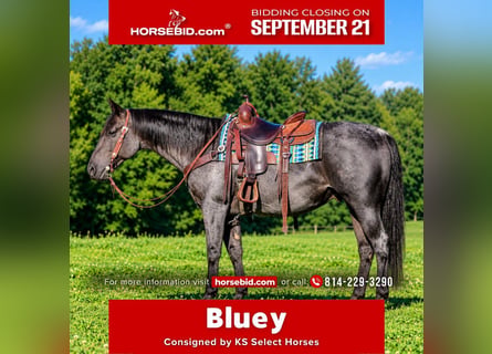 American Quarter Horse, Wallach, 11 Jahre, 152 cm, Roan-Blue