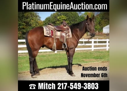 American Quarter Horse, Wallach, 11 Jahre, 152 cm, Rotbrauner