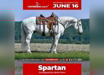 American Quarter Horse, Wallach, 11 Jahre, 152 cm, Schimmel