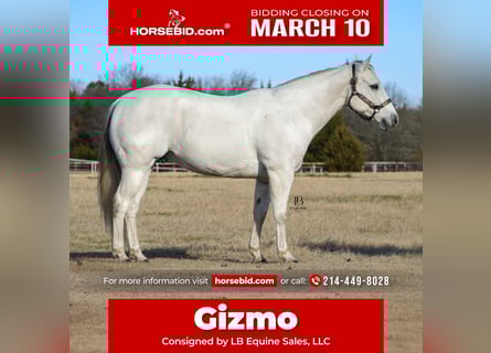 American Quarter Horse, Wallach, 11 Jahre, 152 cm, Schimmel