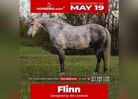 American Quarter Horse, Wallach, 11 Jahre, 152 cm, Schimmel