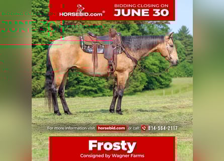 American Quarter Horse, Wallach, 11 Jahre, 155 cm, Buckskin