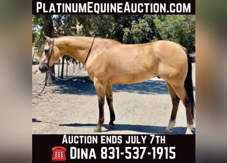 American Quarter Horse, Wallach, 11 Jahre, 155 cm, Buckskin
