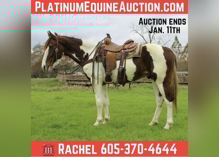 American Quarter Horse, Wallach, 11 Jahre, 155 cm, Dunkelfuchs