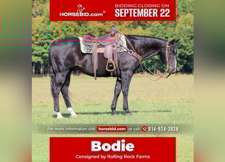 American Quarter Horse, Wallach, 11 Jahre, 155 cm, Rappe