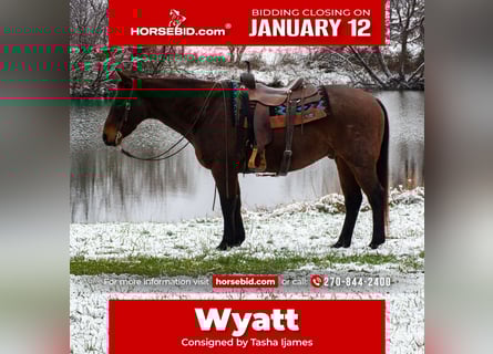 American Quarter Horse, Wallach, 11 Jahre, 155 cm, Roan-Bay