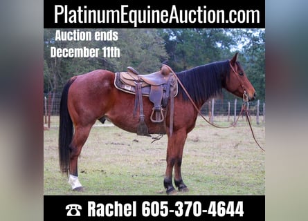 American Quarter Horse, Wallach, 11 Jahre, 155 cm, Rotfuchs
