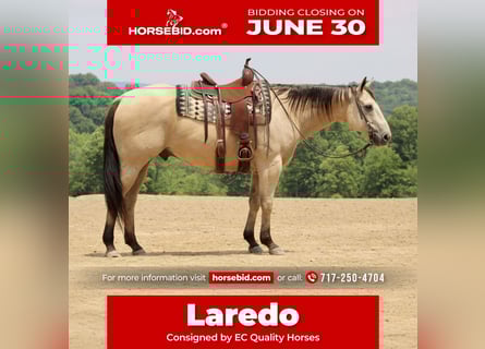 American Quarter Horse, Wallach, 11 Jahre, 157 cm, Buckskin