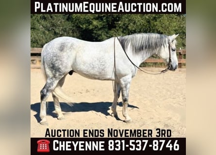 American Quarter Horse, Wallach, 11 Jahre, 157 cm, Schimmel