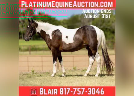 American Quarter Horse, Wallach, 11 Jahre, 157 cm, Tobiano-alle-Farben