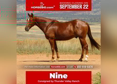 American Quarter Horse, Wallach, 11 Jahre, 160 cm, Rotfuchs