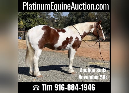 American Quarter Horse, Wallach, 11 Jahre, 160 cm, Tobiano-alle-Farben
