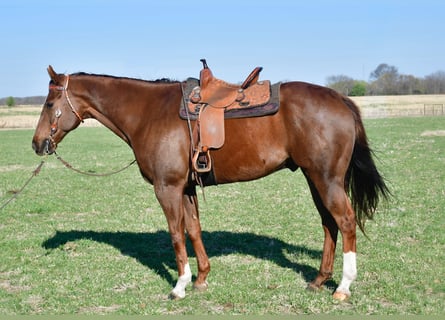 American Quarter Horse, Wallach, 11 Jahre, 163 cm, Rotfuchs