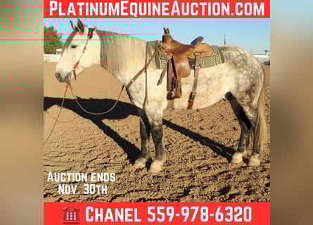 American Quarter Horse, Wallach, 11 Jahre, 168 cm, Apfelschimmel