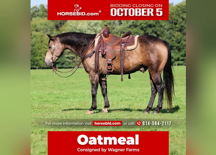 American Quarter Horse, Wallach, 11 Jahre, Buckskin