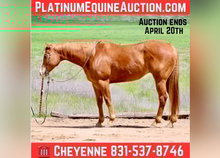 American Quarter Horse, Wallach, 11 Jahre, Dunkelfuchs