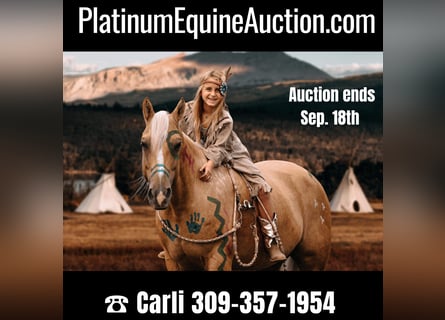 American Quarter Horse, Wallach, 11 Jahre, Palomino