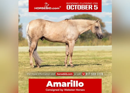 American Quarter Horse, Wallach, 11 Jahre, Palomino