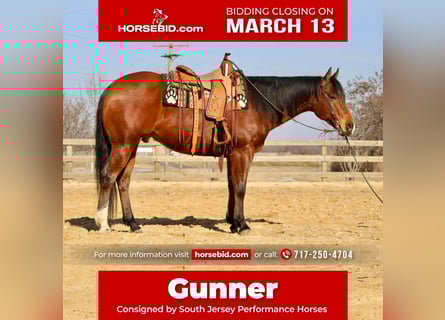 American Quarter Horse, Wallach, 11 Jahre, Rotbrauner
