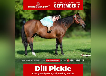 American Quarter Horse, Wallach, 11 Jahre, Rotbrauner