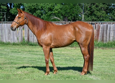 American Quarter Horse, Wallach, 11 Jahre, Rotfuchs