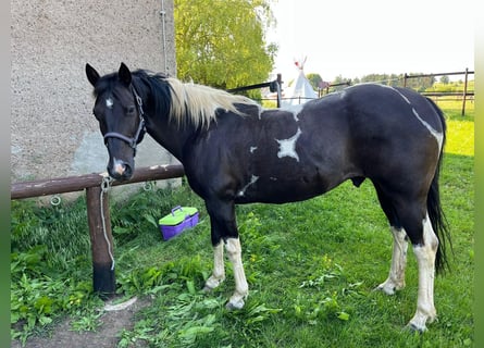 American Quarter Horse, Wallach, 11 Jahre, Schecke
