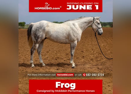 American Quarter Horse, Wallach, 11 Jahre, Schimmel