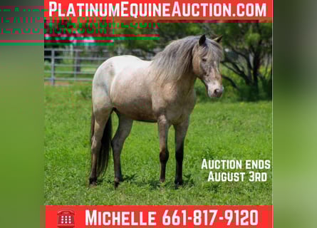 American Quarter Horse, Wallach, 11 Jahre