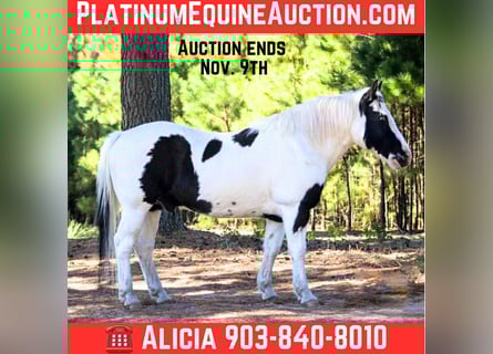 American Quarter Horse, Wallach, 12 Jahre, 132 cm, Tobiano-alle-Farben American Quarter Horse, Wallach, 12 Jahre, 132 cm, Tobiano-alle-Farben