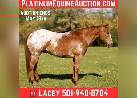American Quarter Horse, Wallach, 12 Jahre, 140 cm, Roan-Red