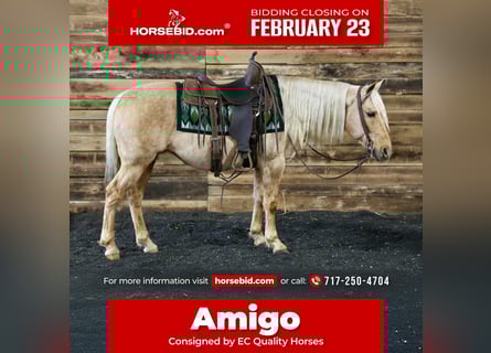 American Quarter Horse, Wallach, 12 Jahre, 145 cm, Palomino