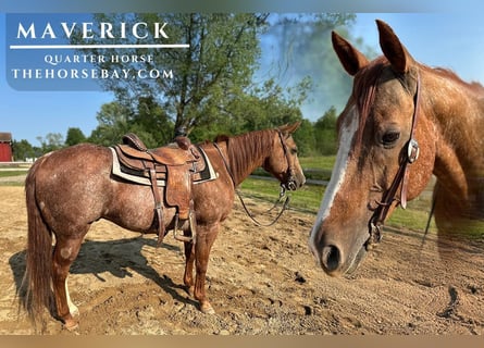 American Quarter Horse, Wallach, 12 Jahre, 147 cm, Roan-Red