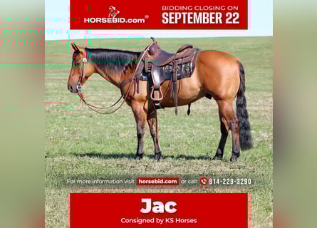 American Quarter Horse, Wallach, 12 Jahre, 150 cm, Buckskin