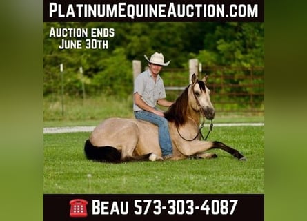 American Quarter Horse, Wallach, 12 Jahre, 150 cm, Buckskin