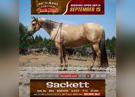 American Quarter Horse, Wallach, 12 Jahre, 150 cm, Palomino