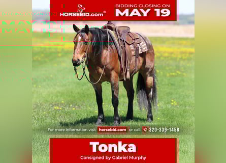 American Quarter Horse, Wallach, 12 Jahre, 150 cm, Roan-Bay