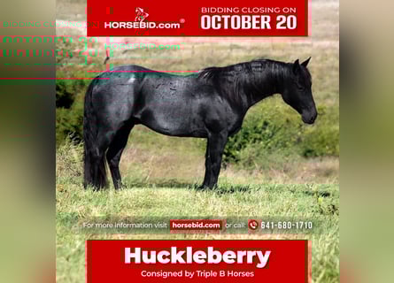 American Quarter Horse, Wallach, 12 Jahre, 150 cm, Roan-Blue