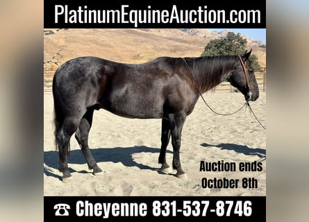 American Quarter Horse, Wallach, 12 Jahre, 150 cm, Roan-Blue