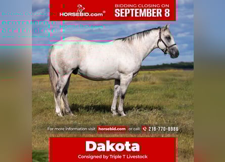 American Quarter Horse, Wallach, 12 Jahre, 150 cm, Schimmel