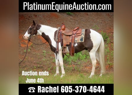 American Quarter Horse, Wallach, 12 Jahre, 150 cm, Tobiano-alle-Farben