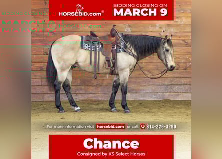 American Quarter Horse, Wallach, 12 Jahre, 152 cm, Buckskin