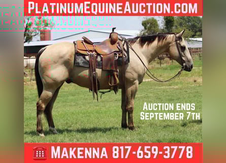American Quarter Horse, Wallach, 12 Jahre, 152 cm, Buckskin