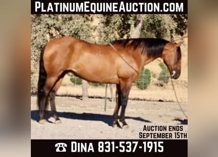 American Quarter Horse, Wallach, 12 Jahre, 152 cm, Buckskin