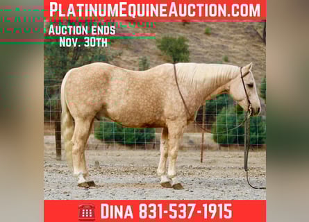 American Quarter Horse, Wallach, 12 Jahre, 152 cm, Palomino